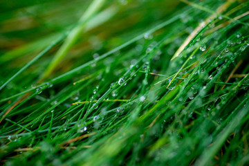Fototapeta na wymiar Closeup dew on top of grass for green background. Macro photo of water drops on green grass.