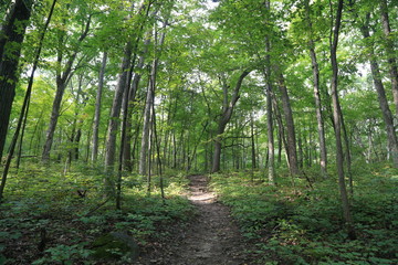Fototapeta na wymiar Nature Hike in Woods and Greenery