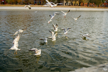 Seagulls fight for food on the water 7.