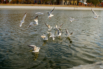 Seagulls fight for food on the water 6.