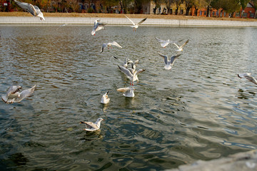 Seagulls fight for food on the water 8.