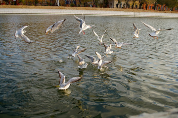 Seagulls fight for food on the water 5.