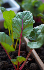 Close-up view of swiss chard in bed