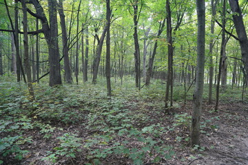 Obraz premium Nature Hike in Woods and Greenery