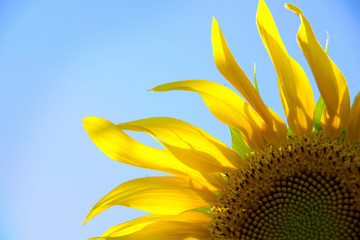 Big sunflower Isolated on blue background backdrop.