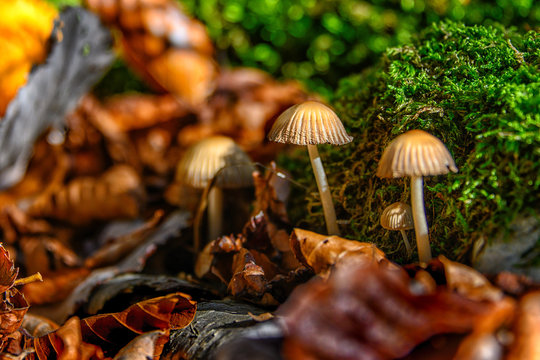 mushroom