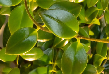 Green leaves on a vine