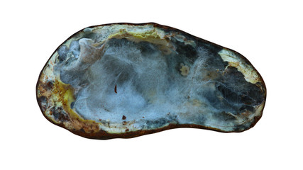 Rotten Avocado on white background                               