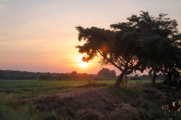 Fototapeta na wymiar arts Warm sunset and Grassland tree silhouette