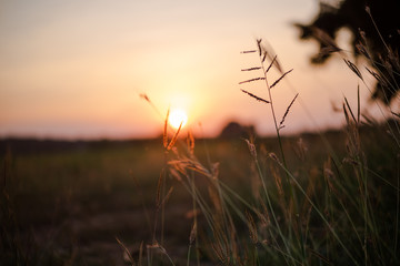 arts Warm sunset and Grassland tree silhouette