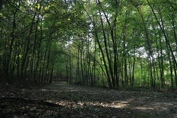 Nature Hike