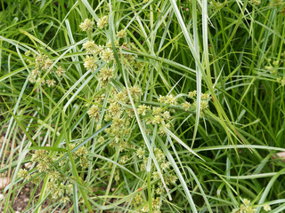 Cyperus alternifolius | Faux papyrus, papyrus ou cyperus à feuilles alternes