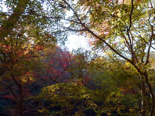 花貫渓谷の紅葉（茨城県高萩市）