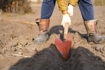 Worker digs the black soil with shovel in the vegetable garden, man loosens dirt in the farmland,...
