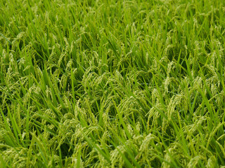 GRASS