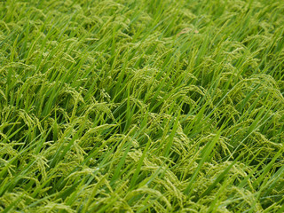 GRASS
