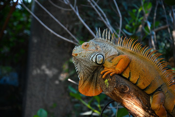 Iguane