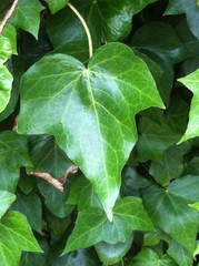 green leaves of a tree