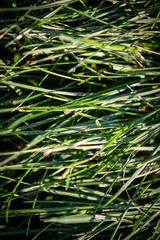 grass with water drops of dew