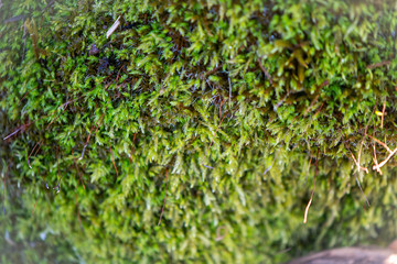 moss on green grass background