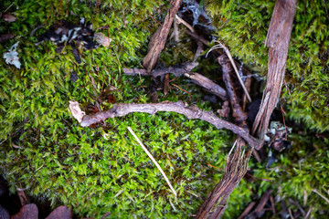 plants in the garden