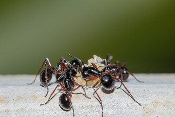 Selective focus black ants eating sugar on ground.Behavior of ants.Worker ants are there working.