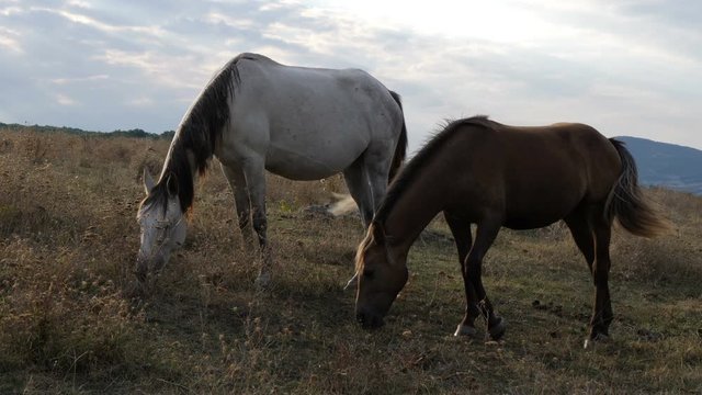 Two white with black- grey spots and brown horses grazing on green meadow. Small flies bother them and they tremble with muscle cramps. Slow motion HQ 4K video.