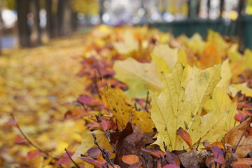 Fallen autumn colorful or yellow leaves for background. autumn on the streets, the change of seasons. copy space, blurred background