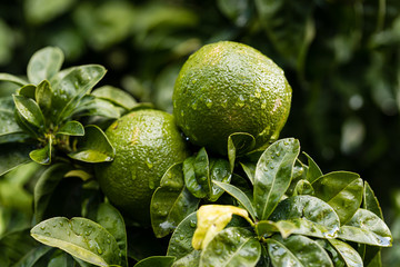 Orange citrus on the branches of the bitter orange variety tree