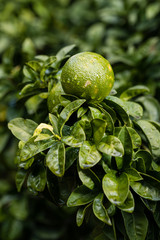 Orange citrus on the branches of the bitter orange variety tree