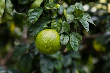 Orange citrus on the branches of the bitter orange variety tree