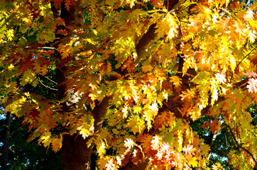 autumn maple tree. background of red-yellow foliage. selective focus