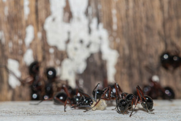 Selective focus black ants eating sugar on ground.Behavior of ants.Worker ants are there working.