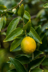 Limequat on the branch of the tree