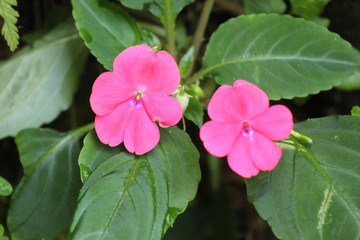 flower in garden