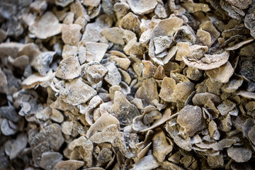 background of shells