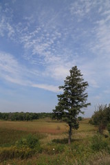 Hike in the Woods and Forest