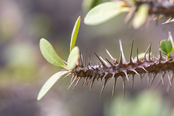 Close up Crown-of-thorns flower.Common as know Christ plant, or Christ thorn.(Euphorbia Milii Desmoul)