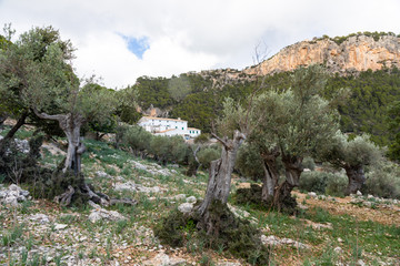 Blick auf das Restaurant Es Verger bei Alar&oacute; auf Mallorca