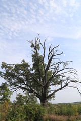 Hike in the Woods and Forest