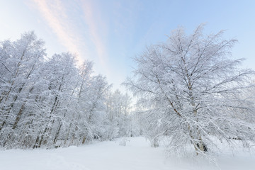 The forest has covered with heavy snow and clear blue sky in winter season at Lapland, Finland.