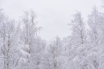 The forest has covered with heavy snow and clear blue sky in winter season at Lapland, Finland.