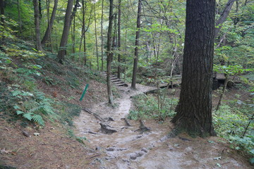 Hike in the Woods and Forest