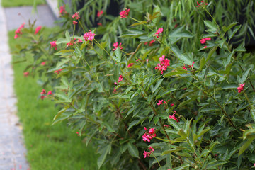 red berries on a bush