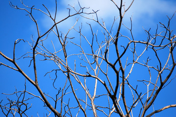 Nature scene - Dry branch of tree with cloud blue sky - summer season