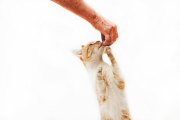 Fluffy red kitten eats from the hands of an old grandmother on a bright background close-up