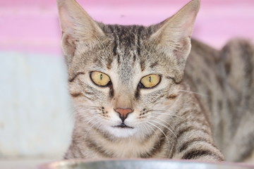 Cute tabby cat with blue eyes and long whiskers looks at camera with a sweet expression. Close-up portrait of a beautiful cat laying indoors.