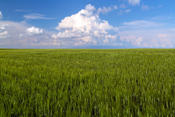 Obraz premium Prairie Wheat Field Saskatchewan Canada