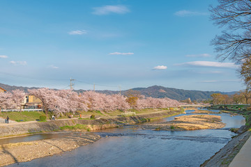 京都 賀茂川の春景色