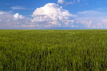 Fototapeta premium Prairie Wheat Field Saskatchewan Canada